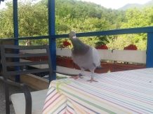 Casa Duk - cazare Rucar - Bran, Rasnov (20)