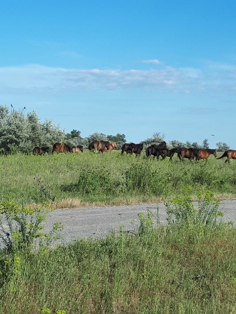 Pensiunea Paula - alloggio in  Delta del Danubio (Attivit&agrave; e i dintorni)