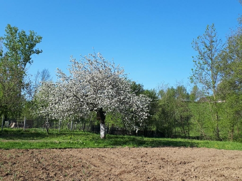 Pensiunea Casa Godja - alloggio in  Tara Maramuresului (Attivit&agrave; e i dintorni)