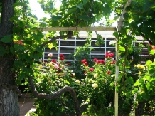 Casa de vacanta Teodorescu - alloggio in  Delta del Danubio (18)