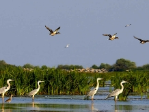 Casa de vacanta Teodorescu - alloggio in  Delta del Danubio (24)