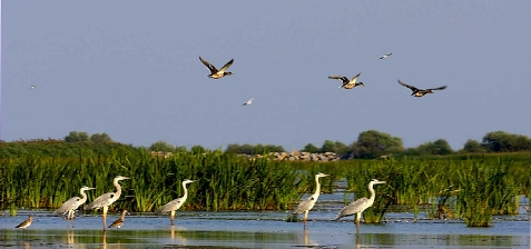 Casa de vacanta Teodorescu - cazare Delta Dunarii (Activitati si imprejurimi)