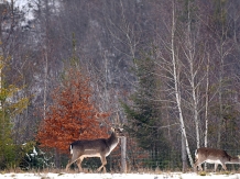 Pensiunea Comoara Bucovinei - cazare Bucovina (47)