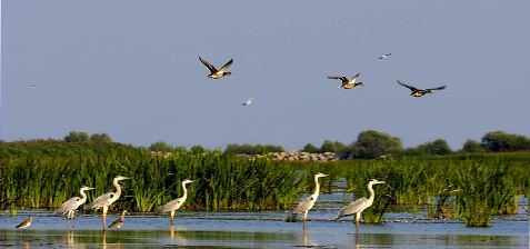 Pensiunea Eden - alloggio in Delta del Danubio (Attività e i dintorni) Pensiunea Eden - alloggio in Delta del Danubio (Attività e i dintorni)