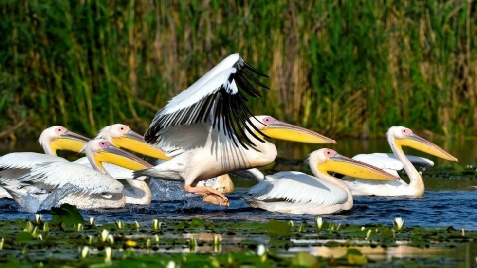 ZEN Eco Villa - accommodation in Danube Delta (Surrounding) ZEN Eco Villa - accommodation in Danube Delta (Surrounding)