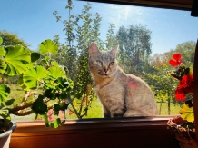 Agropensiunea Albinuta - accommodation in  Transylvania (27)