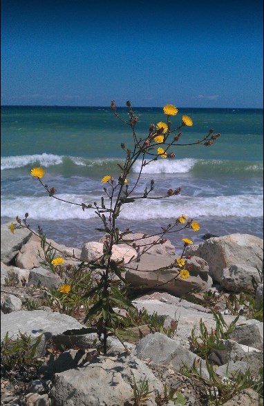 Steluta de mare - cazare Litoral (Activitati si imprejurimi)