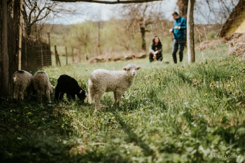 Agramonia-Stejarisu - alloggio in  Transilvania (Attivit&agrave; e i dintorni)