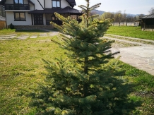 Pensiunea Drag de Munte - accommodation in  Gura Humorului, Bucovina (18)