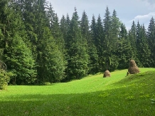 Cabana Poiana Dealul Frumos - alloggio in  Apuseni, Tara Motilor, Arieseni (25)