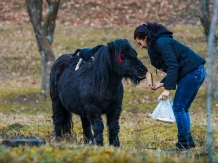 Pensiunea SilvAnka - alloggio in  Vallata di Brasov (41)