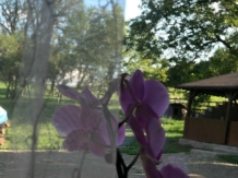 Pensiunea Ioana - accommodation in  Apuseni Mountains (43)