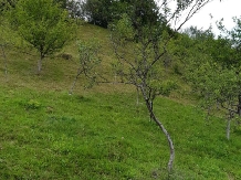 Pensiunea Ioana - accommodation in  Apuseni Mountains (80)