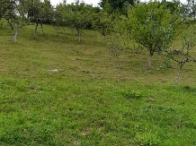 Pensiunea Ioana - accommodation in  Apuseni Mountains (83)