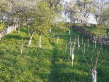 Pensiunea Iulia - accommodation in  Transylvania (44)