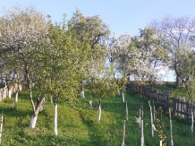 Pensiunea Iulia - accommodation in  Transylvania (45)