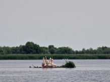 Pontonul lui Cristian - accommodation in  Danube Delta (24)
