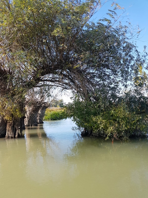 Pontonul lui Cristian - accommodation in  Danube Delta (Surrounding)