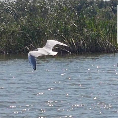 Pontonul lui Cristian - accommodation in  Danube Delta (Surrounding)