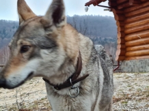 Hanul Lupilor - alloggio in  Rucar - Bran, Rasnov (92)