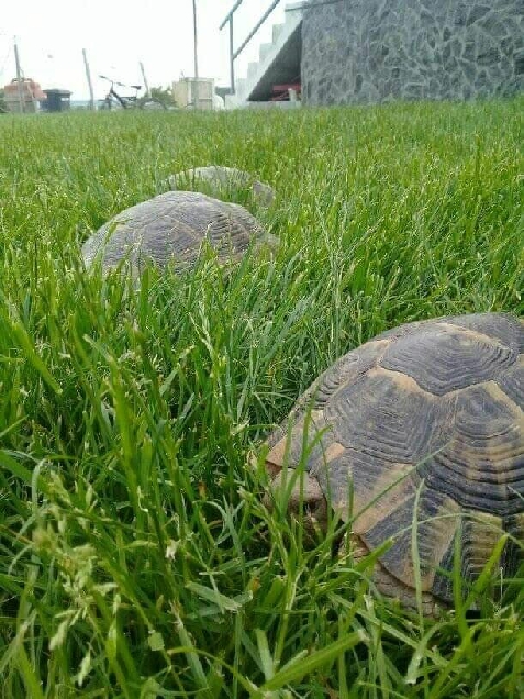 Pensiunea Relax - alloggio in  Dobrogea (Attivit&agrave; e i dintorni)