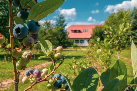 Buena Vista - accommodation in  Harghita Covasna (Surrounding)