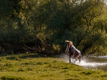 Casa Roa - accommodation in  Danube Delta (21)