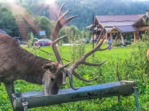 Pensiunea Stanistea Cerbilor - cazare Gura Humorului, Bucovina (05)