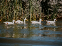 Living In Delta - alloggio in  Delta del Danubio (13)