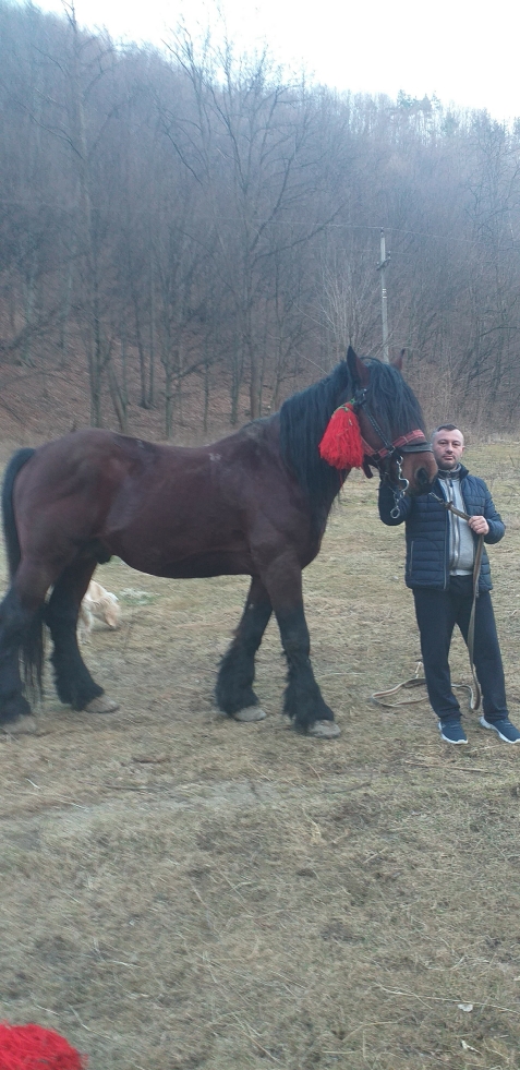 Casa Olanescu - alloggio in  Valea Oltului (Attivit&agrave; e i dintorni)