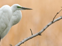 Royal Cruises - excursii cu barca - accommodation in  Danube Delta (08)