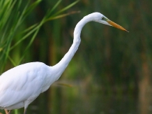 Royal Cruises - excursii cu barca - alloggio in  Delta del Danubio (10)