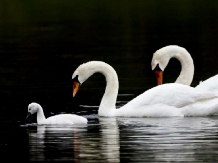 Royal Cruises - excursii cu barca - alloggio in  Delta del Danubio (11)