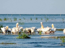 Royal Cruises - excursii cu barca - alloggio in  Delta del Danubio (15)