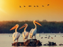 Royal Cruises - excursii cu barca - accommodation in  Danube Delta (16)