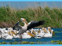 Royal Cruises - excursii cu barca - alloggio in  Delta del Danubio (23)