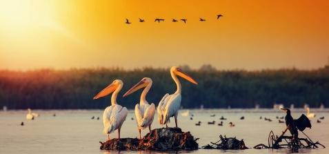 Royal Cruises - excursii cu barca - alloggio in  Delta del Danubio (Attivit&agrave; e i dintorni)