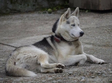 Vila Crinilor - cazare Valea Oltului (15)