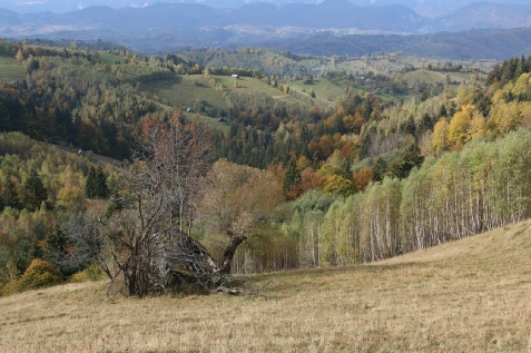 Casa cu Drag - cazare Rucar - Bran, Moeciu (Activitati si imprejurimi)