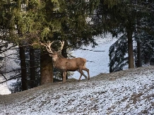 Casa Diana Confort - cazare Fagaras (11)