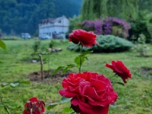 Casa Iaroslave - alloggio in  Nord Oltenia (53)