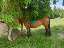 Casa Bunicilor din Leresti - alloggio in  Tara Muscelului (02)