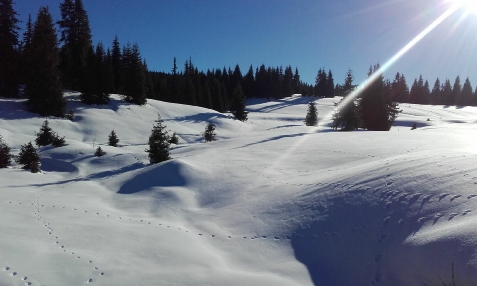 Valea Ierii Home - accommodation in  Belis (Surrounding)