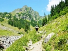 Pensiunea Floare De Colt - alloggio in  Fagaras e vicinanze, Tara Muscelului (13)