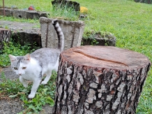 Pensiunea Viata la tara Cerna - alloggio in  Horezu (17)