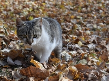 Pensiunea Viata la tara Cerna - cazare Horezu (23)