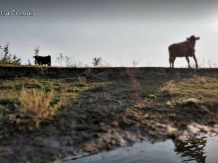 Pensiunea Talian - alloggio in  Dobrogea (15)