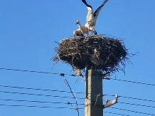 Gorgova Delta Village - alloggio in  Delta del Danubio (26)