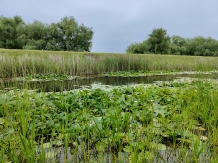 Gorgova Delta Village - cazare Delta Dunarii (28)