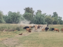 Gorgova Delta Village - alloggio in  Delta del Danubio (30)